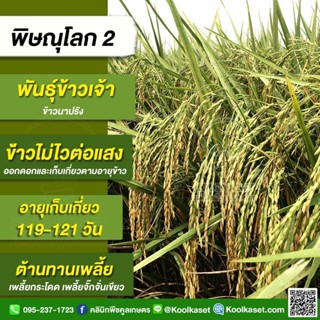 พันธุ์​ข้าว​ปลูก ข้าวเจ้า พิษณุโลก​2 ข้าวอายุสั้น ข้าวนาปี ข้าวนาปรัง ต้านทานเพลี้ย บรรจุ 25 กิโลกรัม คูลเกษตร KR6