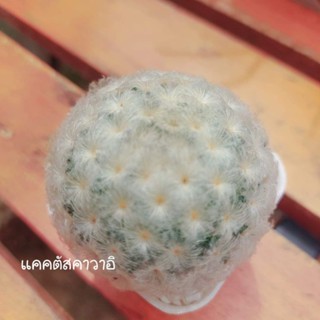 แมมขนนกขาว (Memmillaria Plumosa)