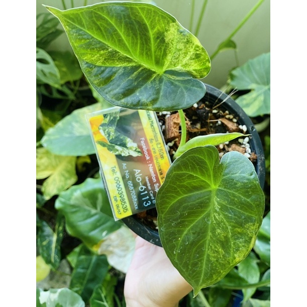 Alocasia regal shield variegated ไม้เพาะไข่