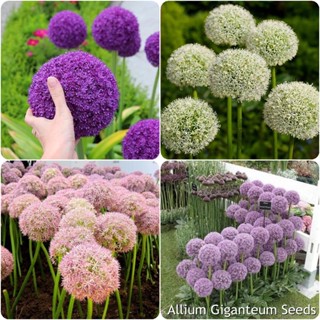 เก็บเงินปลายทาง COD 100 แคปซูลต่อแพ็ค Allium Giganteum Plant Seeds เมล็ดพันธุ์แท้100% เมล็ดพันธุ์ ต้นไม้ประดับ ไม้ประดับ