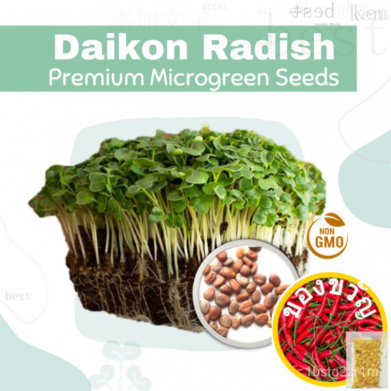 Daikon Radish Microgreen Seeds Non GMO 5G 15G 35G อัญมณี/ผักชีฝรั่ง/ทานตะวัน/ เพิ่ม/ผักชี/รองเท้า/มั