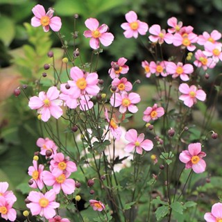 Heidi s Garden Perennial Anemone ฤดูใบไม้ร่วง Peony ป่าผ้าฝ้ายยืนต้น Shade Tolerant ดอกไม้กระถางดอกไม้ต้นกล้า