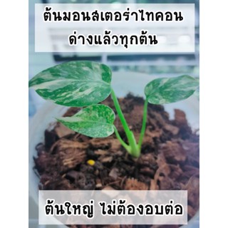 ต้นมอนไทคอนด่าง (Monstera Thai Constellation) ไม้เนื้อเยื่อไม่ต้องอบต่อ ต้นโตรากยาว ด่างแล้วทุก