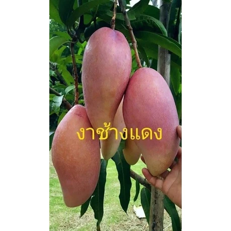 #ต้นมะม่วงงาช้างแดง ((เสียบยอด)) 1 ปีติดผล สูงราว50-60เซน