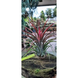 [ขายหน่อ] Tillandsia ionantha x pruinosa ทิลแลนด์เซีย ไอโอนันท่า เอ็กซ์ พรูอิโนซ่า airplant สับปะรดอากาศ ทิลแลนเซีย