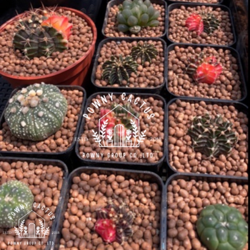 เม็ดดินเผา popper ดินเผา มวลเบา 1 ลิตร ป๊อปเปอร์ popper S M L XL XXL หินโรยหน้า โรยหน้ากระถาง - รูปที่ 6