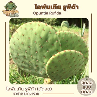 โอพันเทีย รูฟิด้า Opuntia Rufida (ตัดสด) มี2ขนาด (10-12,13-15cm)