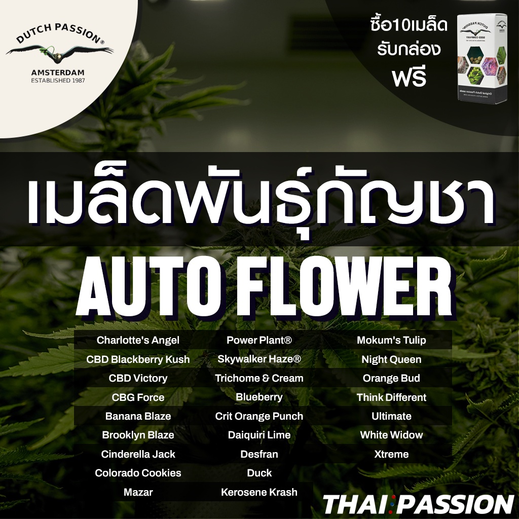 เมล็ดพันธุ์ Dutch Passion ออโต้ (Auto Flowering) 100%