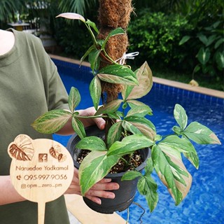 เงินไหลมาสามสี Syngonium Tricolor ไม้กอ พร้อมเสาเลื้อย