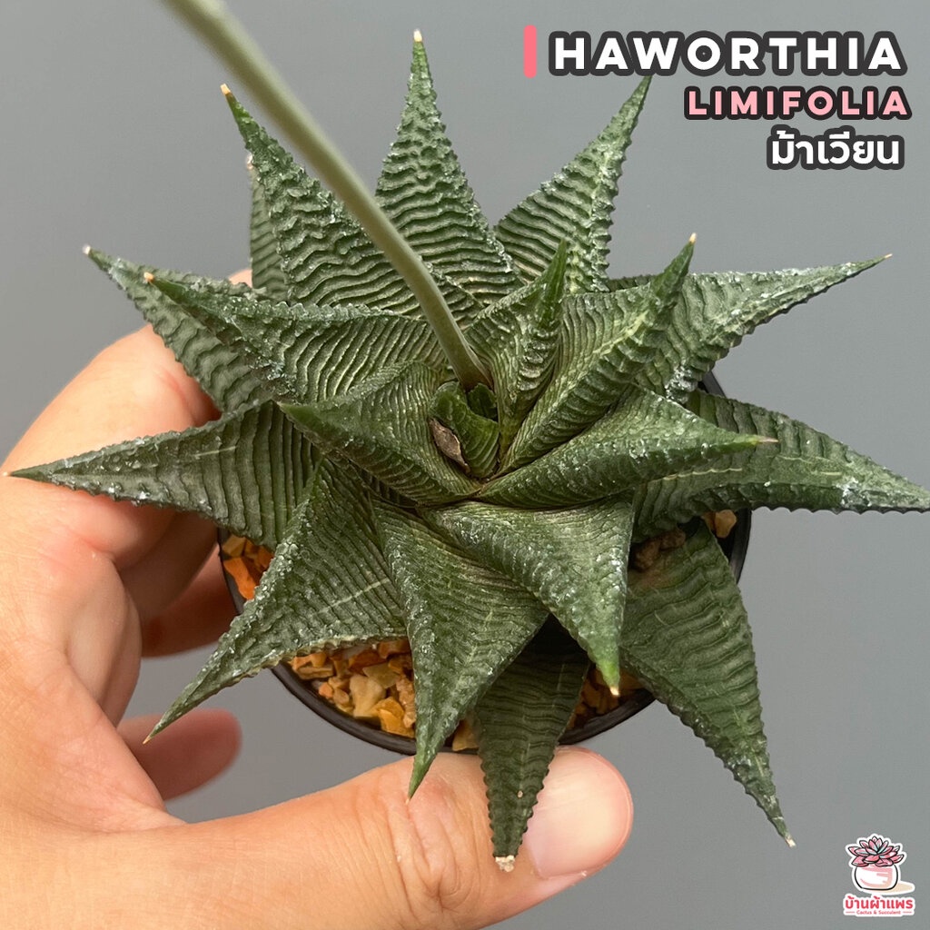 Haworthia Limifolia ม้าเวียน ไม้อวบน้ำ กุหลาบหิน cactus&amp;succulentหลากหลายสายพันธุ์