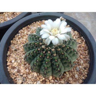 💥ยิมโนคูห์เลียนั่ม💥Gymnocalycium quehlianumไม้เมล็ด ขนาด3-5ซม.ต้นแคคตัส ต้นกระบองเพชร (กรุณาอ่านรายละเอียดก่อนทำการสั่ง)