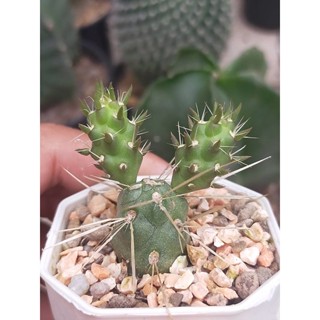 หนามโหด  Cylindropuntia Hystrix กระถาง 2 นิ้ว