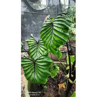 หน้ากากฟาโรห์ Colocasia Pharoahs Mask