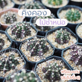 แคคตัส คิงคอง 🦧 ไม้ชำหน่อ 🌵ขนาด 4.0 cm ขึ้นไป ต้นสวย ส่งทั้งกระถาง 2”