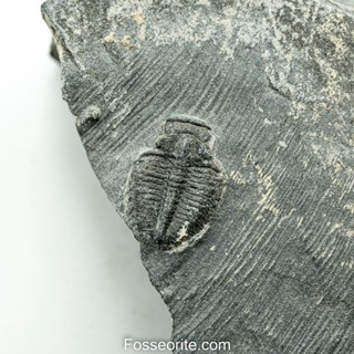 [อายุกว่า 505 ล้านปี!!!] #147 ฟอสซิล ไทรโลไบต์ Elrathia Kingi Trilobite ของแท้ ขนาดเล็ก บน Matrix จาก USA