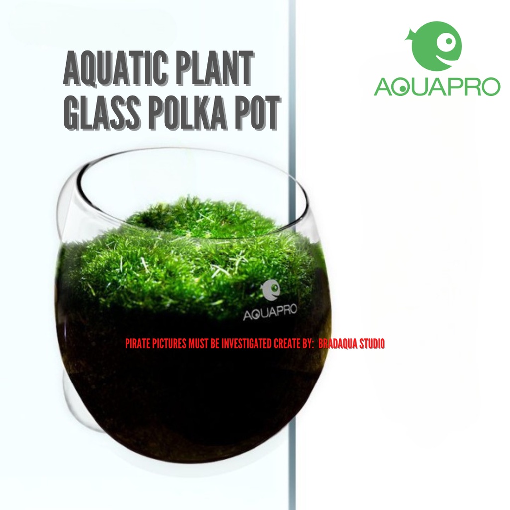 AQUAPRO Aquatic Plant Glass Polka Pot