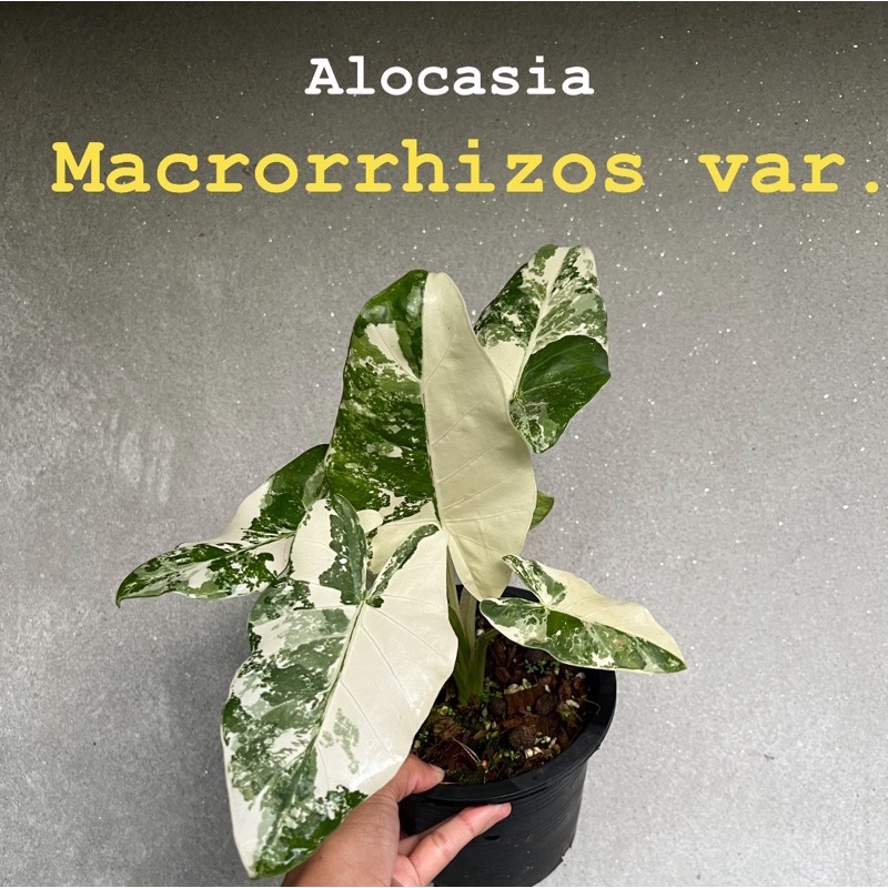 Alocasia macrorrhizos (L.) G.Don  บอนกระดาษด่างขาว เลือกต้นได้