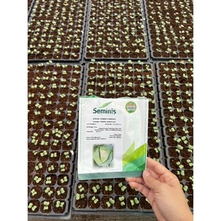 เมล็ดพันธุ์กะหล่ำ ทรอปิคซัน พลัส (Tropic Sun Plus) ขนาด 25 กรัม ลอตใหม่