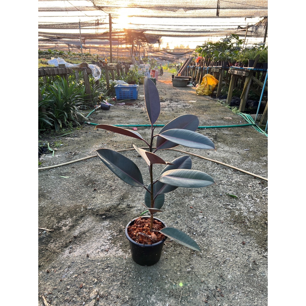 มุมมอง 2