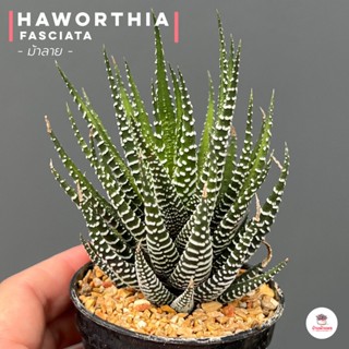 ม้าลาย Haworthia fasciata ไม้อวบน้ำ กุหลาบหิน cactus&amp;succulentหลากหลายสายพันธุ์