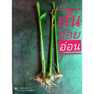 หญ้าแพรก ต้นอ่อนอ้อย (บูชาพระพิฆเนศ)