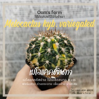 เมโลแคคตัสด่างกระจาย ฟอร์มสวย ไม้เมล็ด น่าสะสม - Melocactus hyb. variegated 🌵