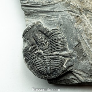 [อายุกว่า 505 ล้านปี!!!] #162 ฟอสซิล ไทรโลไบต์ Elrathia Kingi Trilobite ของแท้ ขนาดเล็ก บน Matrix จาก USA