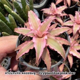 สับปะรดสี คริปแทนทัส พลอยชมพู -  Cryptanthus pink star