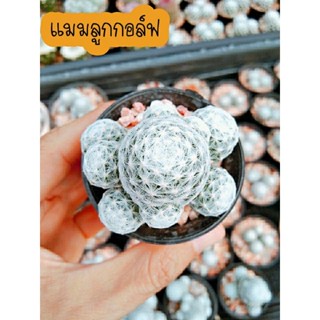 แมมลูกกอล์ฟ แคคตัสลูกกอล์ฟ ไม้อวบน้ำ Mammillaria Humboldtii