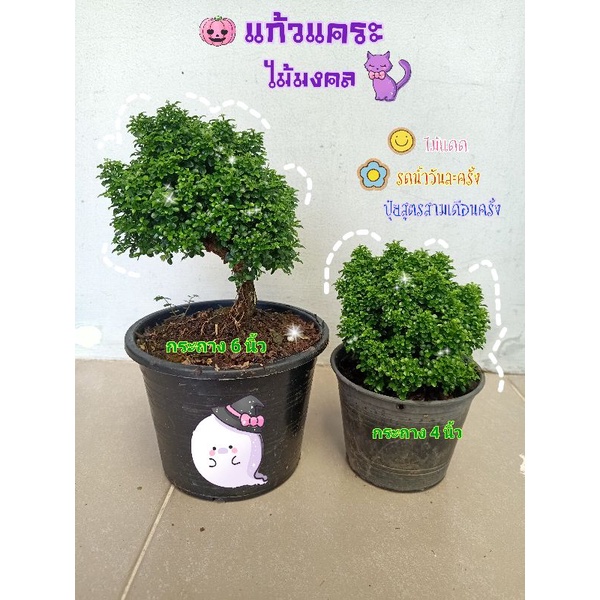 ต้นแก้วแคระ แก้วมหามงคล #ต้นไม้มงคล กระถาง 6"
