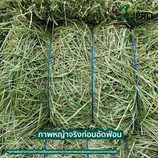 CatHoliday ไวล์ดลอฟ หญ้าทีโมธี อัลฟาฟ่า ซุปเปอร์พรีเมี่ยม Wildloft Premium Timothy Alfalfa ร่อนฝุ่น 1 กก.