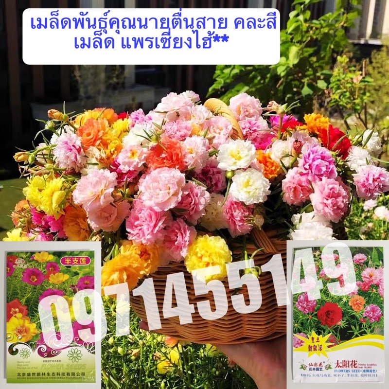 เมล็ดพันธุ์คุณนายตื่นสาย คละสี2,000เมล็ด แพรเซี่ยงไฮ้***ศึกษาวิธีเพาะได้ในรายละเอียดสินค้า***