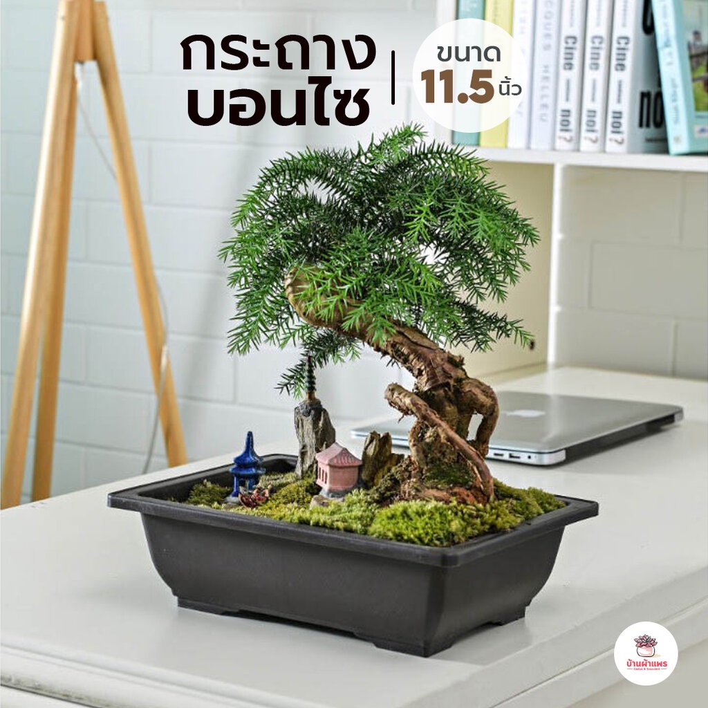 [ ZSP9 ] กระถางบอนไซสี่เหลี่ยมผืนผ้า 11.5 นิ้ว กระถางพลาสติก แคคตัส กระบองเพชร ไม้อวบน้ำ Cactus&Succulent