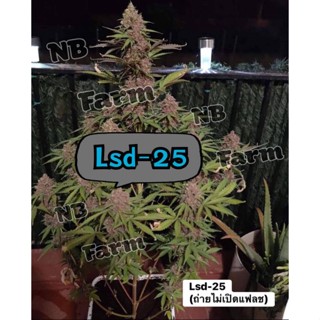 ⭐พร้อมส่ง⚡Lsd-25(ออโต้)⚡♀️เพศเมีย♀️ ของเเท้💯 รับประกันสายพันธุ์