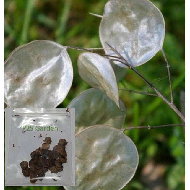 เมล็ดพันธุ์ ลูนาเรีย / ซิลเวอร์ ดอลล่าร์ แพล้นท์ (Lunaria / Silver Dollar) ซอง 30 เม็ด จากฝรั่งเศส