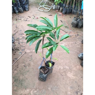 🌱🎁ต้นละมุดสาลี่ยักษ์ ต้นเสียบยอด ผลใหญ่มาก ความสูง35 ซม.🍊🍊 1 ปีติดผล ปลูกในกระถางได้