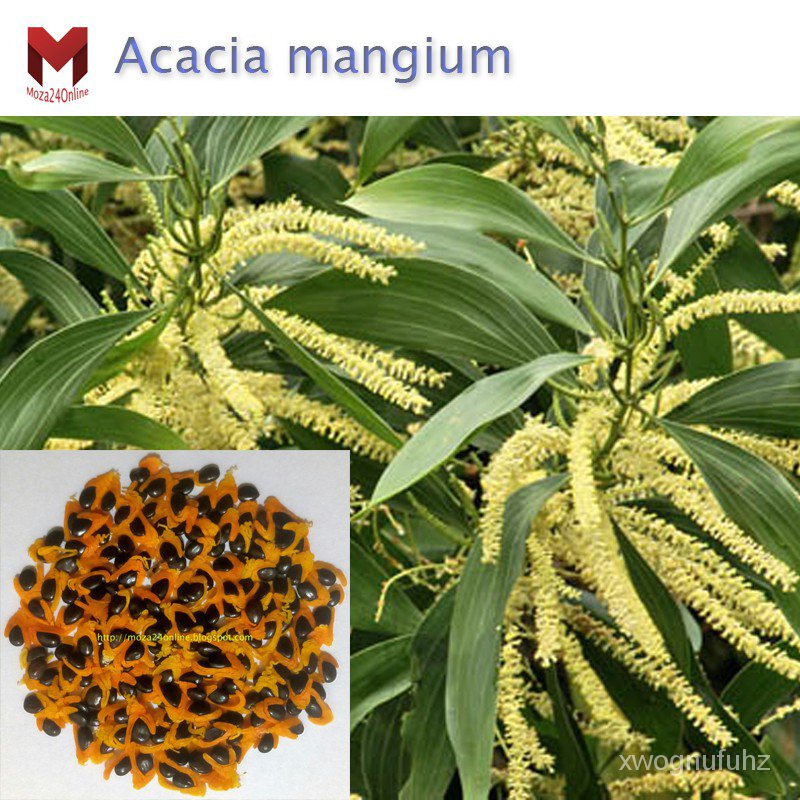 คุณภาพสูง เมล็ด/พันธุ์ไม้กระถินเทพา acacia mangium (60เมล็ด)/อินทรีย์ คละ สวนครัว คะน้า/เมล็ด เมล็ดพันธุ์ ต้น W2HX