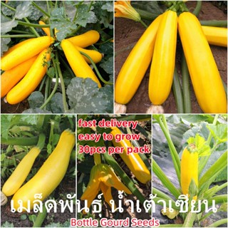 เมล็ดพันธุ์แท้100% อัตราการงอกสูง 30 แคปซูลต่อแพ็ค Bottle Gourd Vegetable Seeds เมล็ดพันธุ์ มีคุณค่าทางโภชนาการสูง