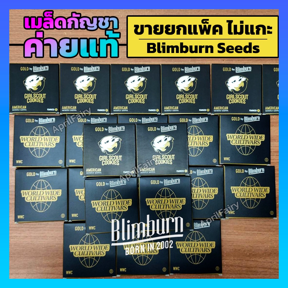 เมล็ดพันธุ์กัญชา THC สูง ออโต้ / โฟโต้ เพศเมีย เมล็ดกัญชานอก เมล็ดค่าย Blimburnseeds รับประกัน แท้10