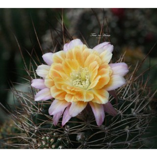 Echinopsis cv. Easter Parade หน่อเด็ดสด อิชินอฟ ขนาด 2 เซนติเมตรขึ้นไป