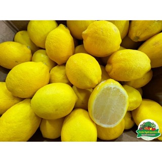 Lemon เลม่อน เลม่อนสด มะนาวฝรั่ง 1กิโลกรัม