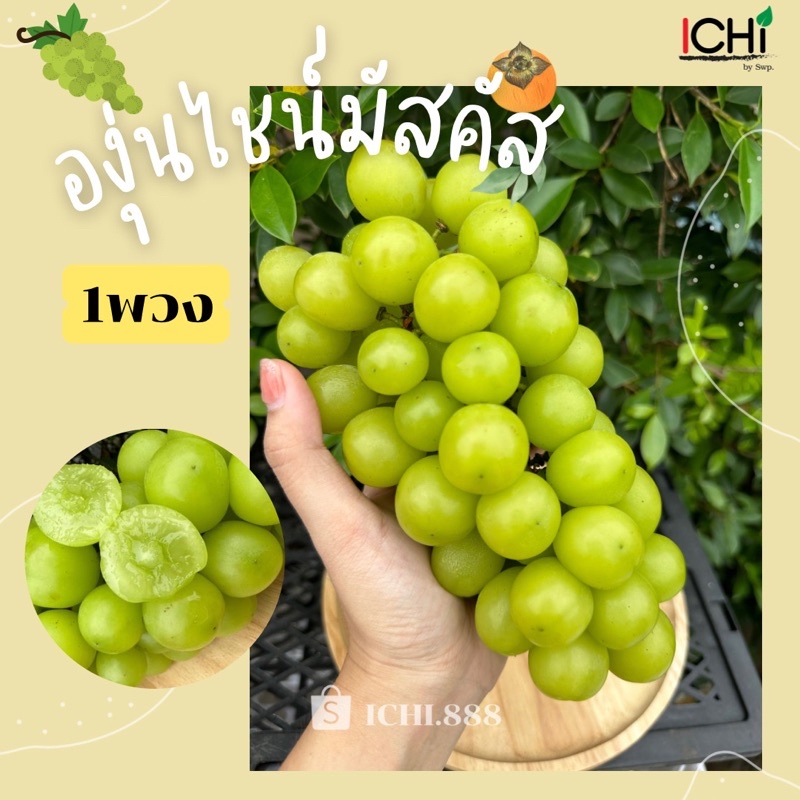 องุ่นไชน์มัสคัส 1 แพ็ก shine muscat อร่อยพร้อมเสริฟ 400-450กรัมรวมกล่อง