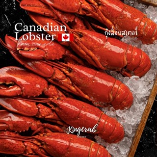 กุ้งล็อบสเตอร์ต้มสุกแช่แข็ง CANADIAN LOBSTER 550-700G/PIECE