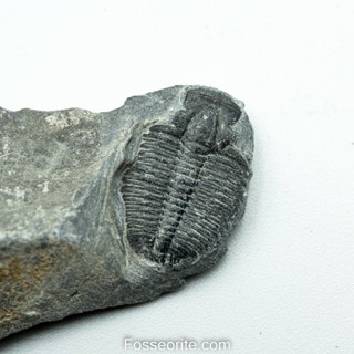 [อายุกว่า 505 ล้านปี!!!] #175 ฟอสซิล ไทรโลไบต์ Elrathia Kingi Trilobite ของแท้ ขนาดเล็ก บน Matrix จาก USA