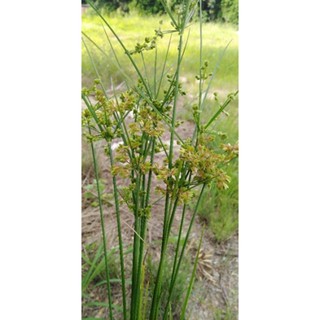 กกนกแก้ว Cyperus surinamensis Rottb​ ต้นปลูก​1ชุด​5​เหง้า​100​บาท​