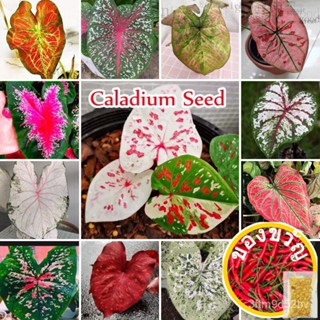 ∮ 13 S Yam caladium Thailand SEED Bung Yam seleyam H See (100 ") ZJRO