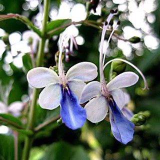 ต้นผีเสื้อแสนสวย ต้นผีเสื้อ Clerodendrum ugandense Prain