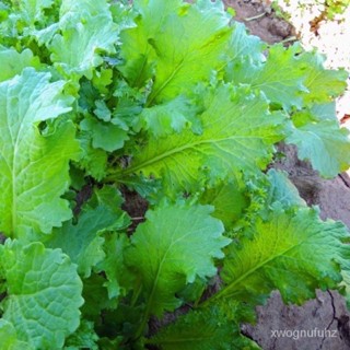 เมล็ด ขายดี/เมล็ดพันธุ์ วาซาบิ มัสตาร์ด (Wasabi Mustard Seed) บรรจุ 50 เมล็ด คุณภาพดี ของแท้ 10/เมล็ด ซอง งอก การ ODDI