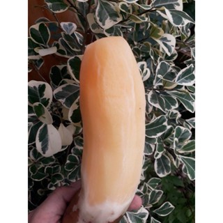บัวหิมะ นำเข้าแท้ 100% หวาน กรอบ อร่อย คุณประโยชน์มากมาย 1 kg. สั่งเลยคะ