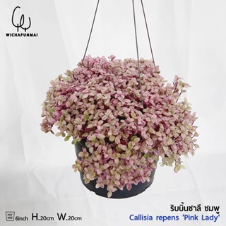 ริบบิ้นชาลีด่างชมพู (Callisia repens Pink Lady)